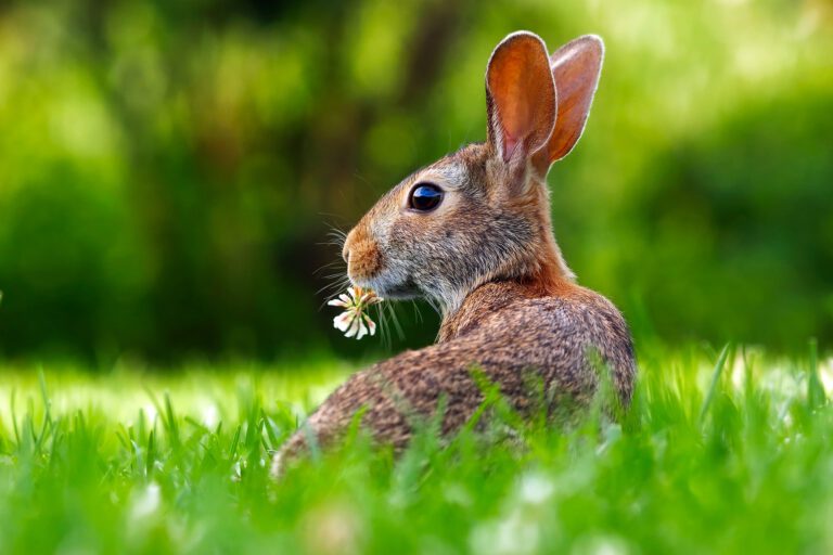 Erbsenschreck Ostern 2023 Text