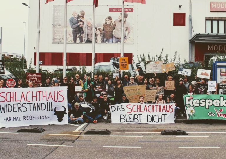 Kühnle will wieder schlachten