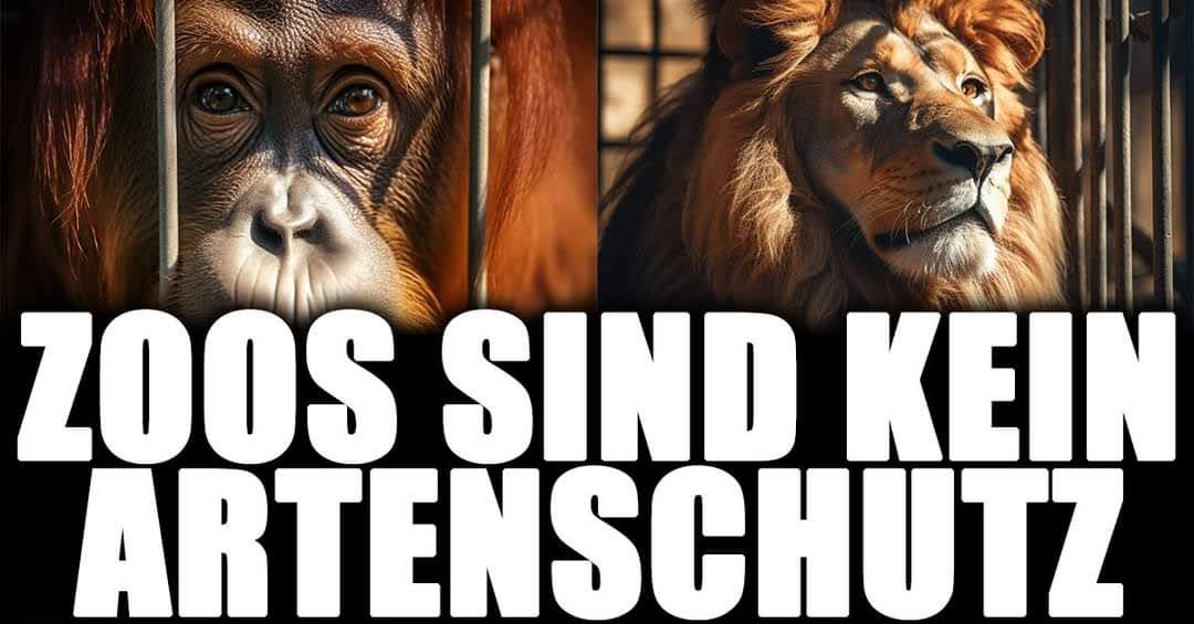 Runde 2 Tiergarten Nürnberg